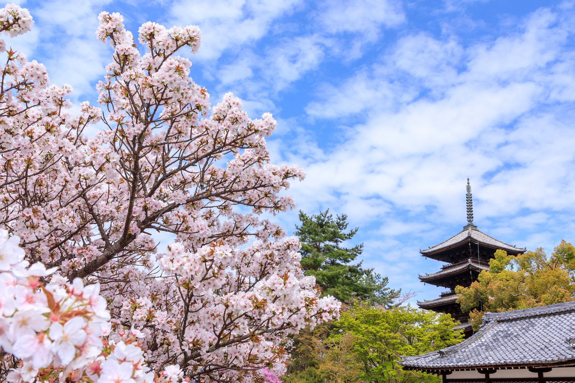 京都-仁和寺-桜