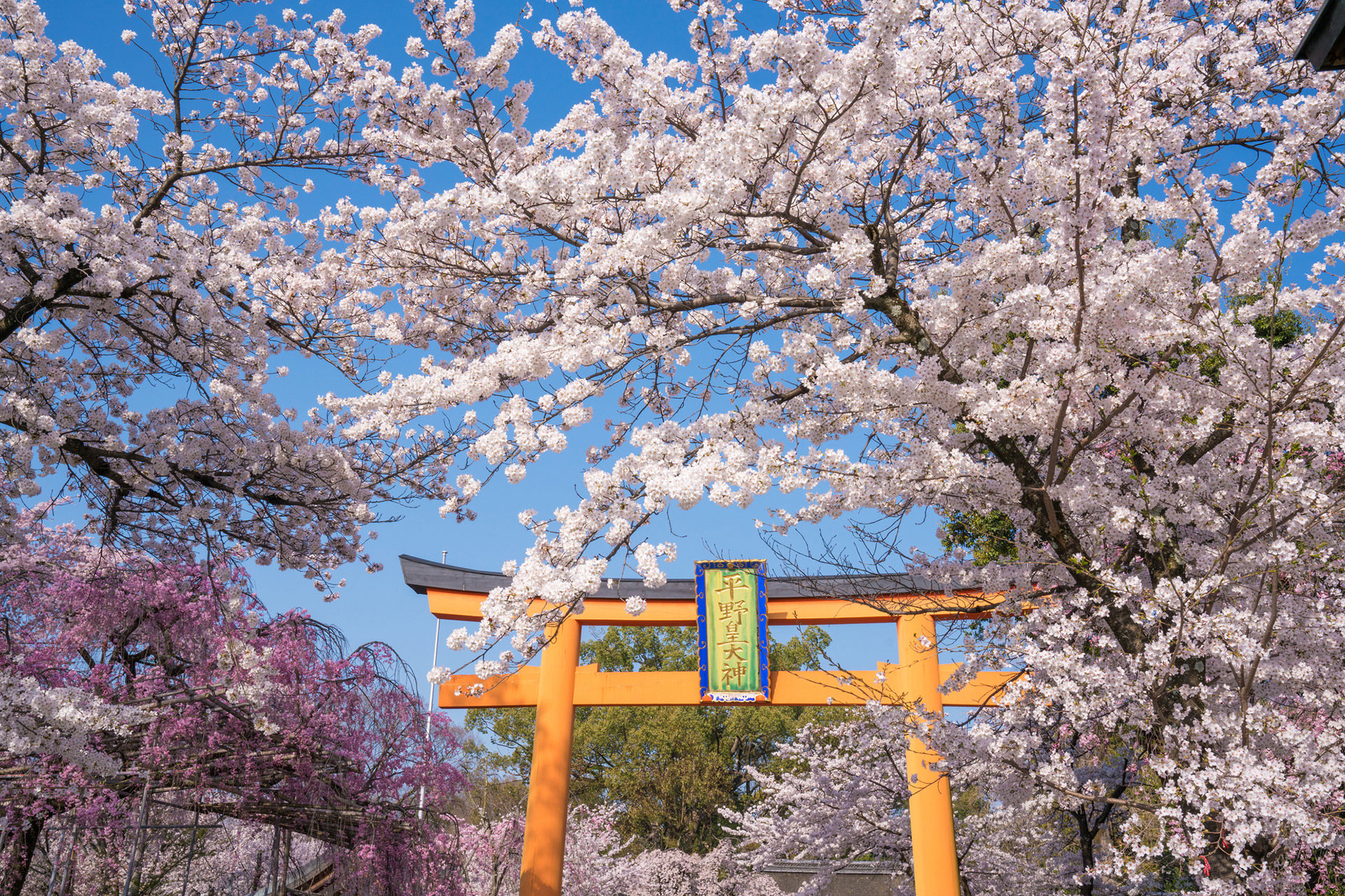 京都-平野神社-桜