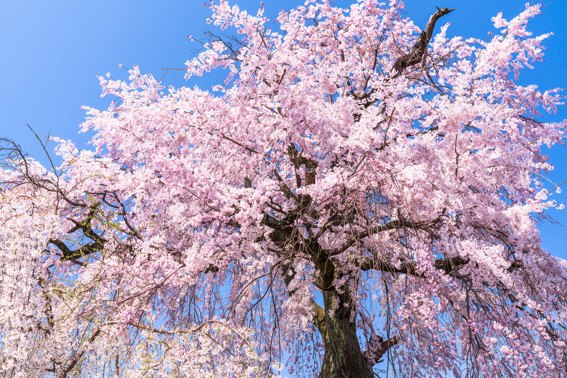 いつまで京都の桜を楽しむことが出来る？これからでもまだ間に合う名所もご紹介！
