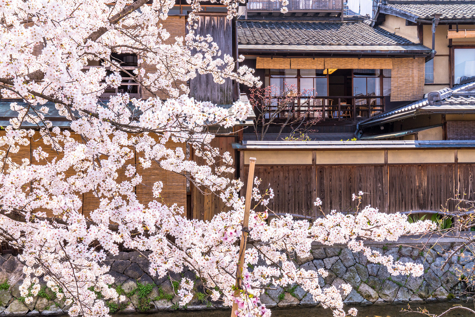 京都 祇園白川 桜