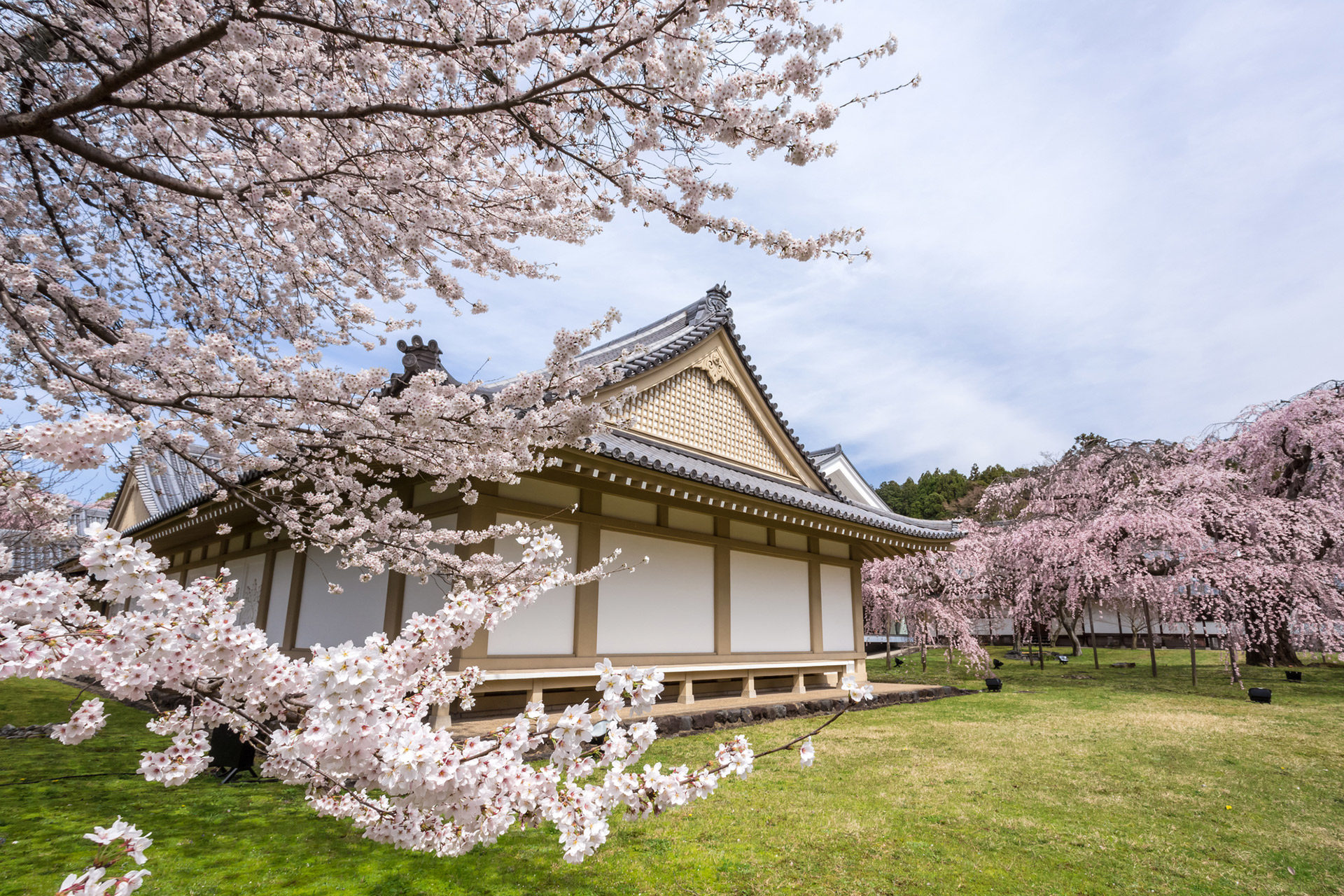 京都-醍醐寺-桜