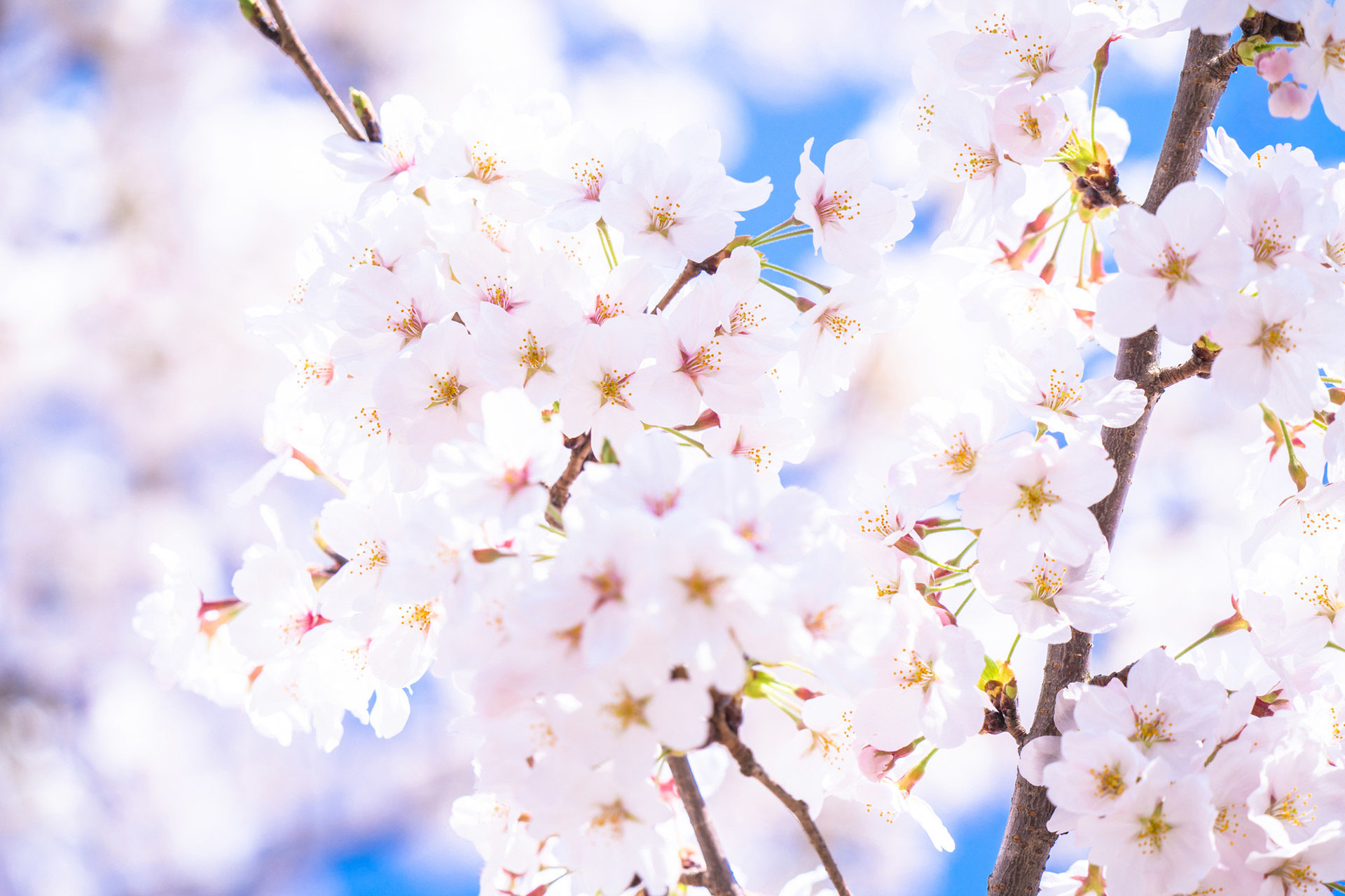 桜-白-開花