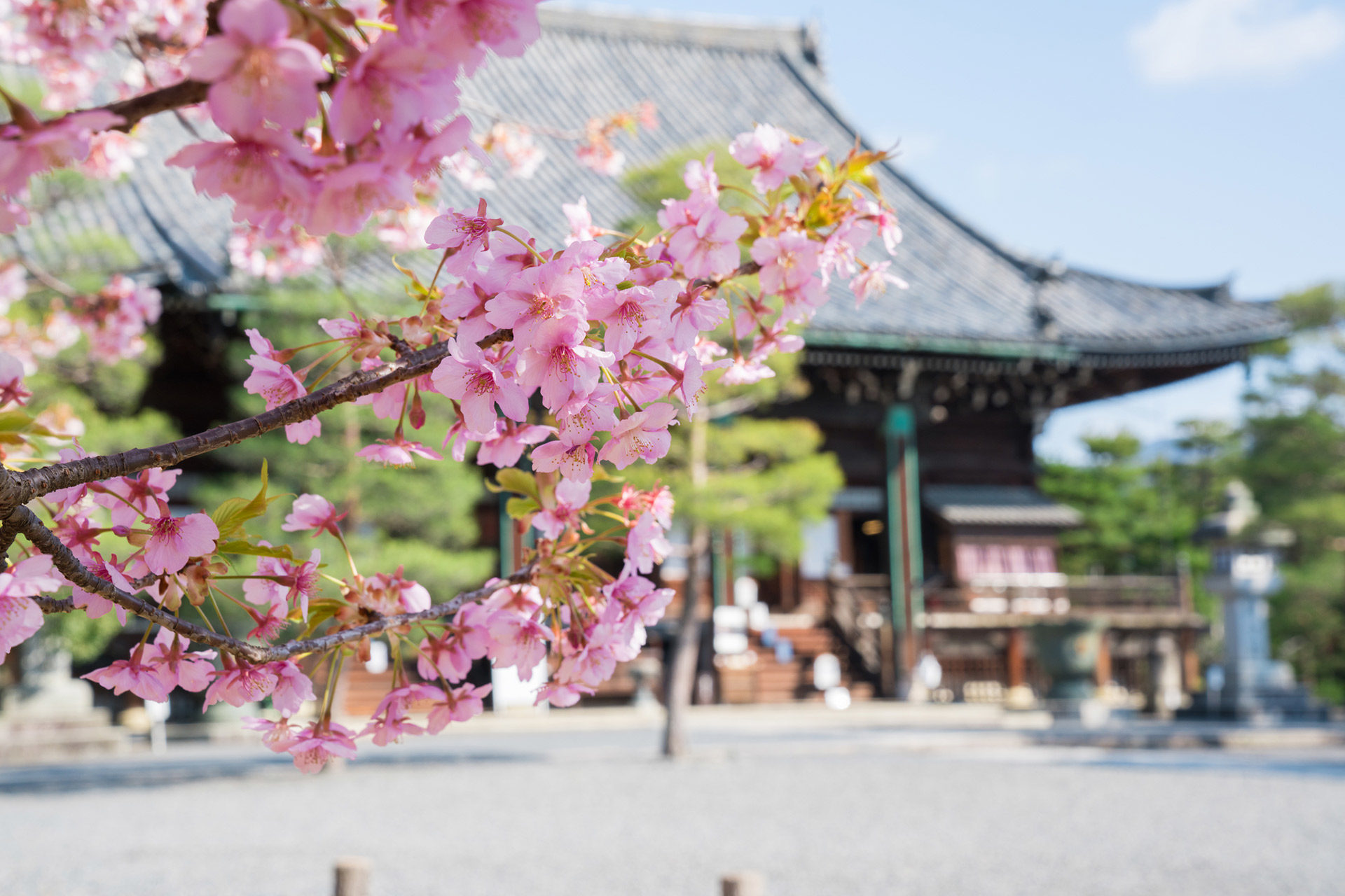 京都の桜を満喫するおすすめのコースは？