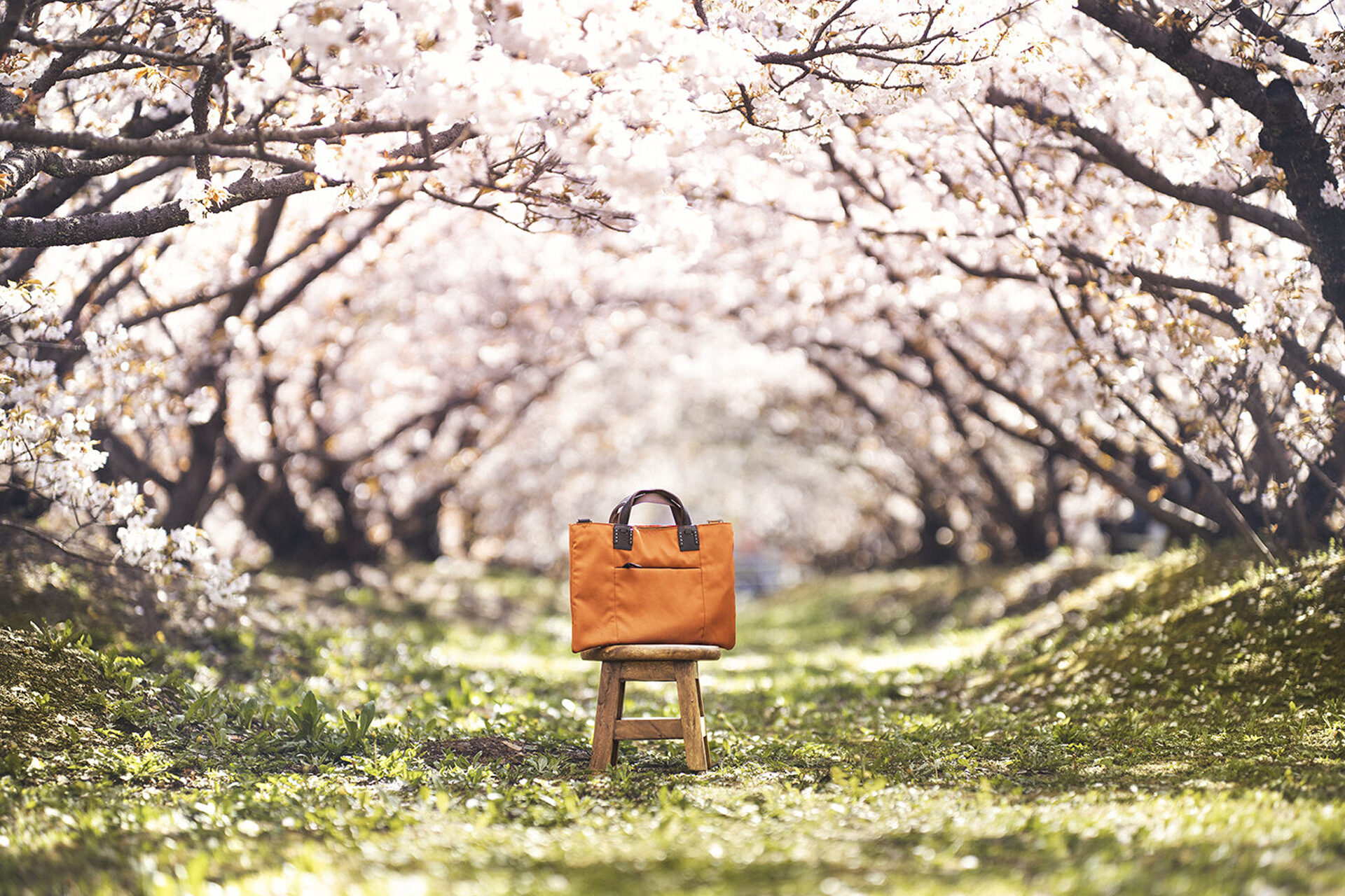 仁和寺御室桜 サーベラス