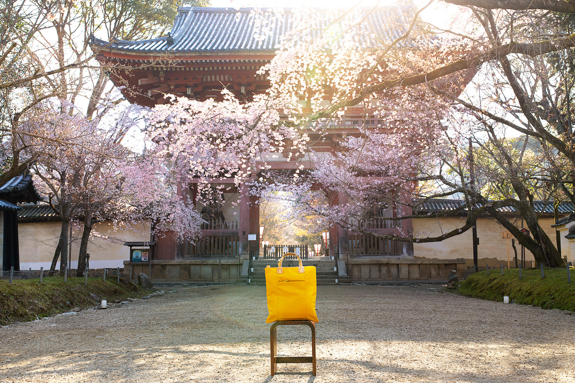 京都 醍醐寺 桜