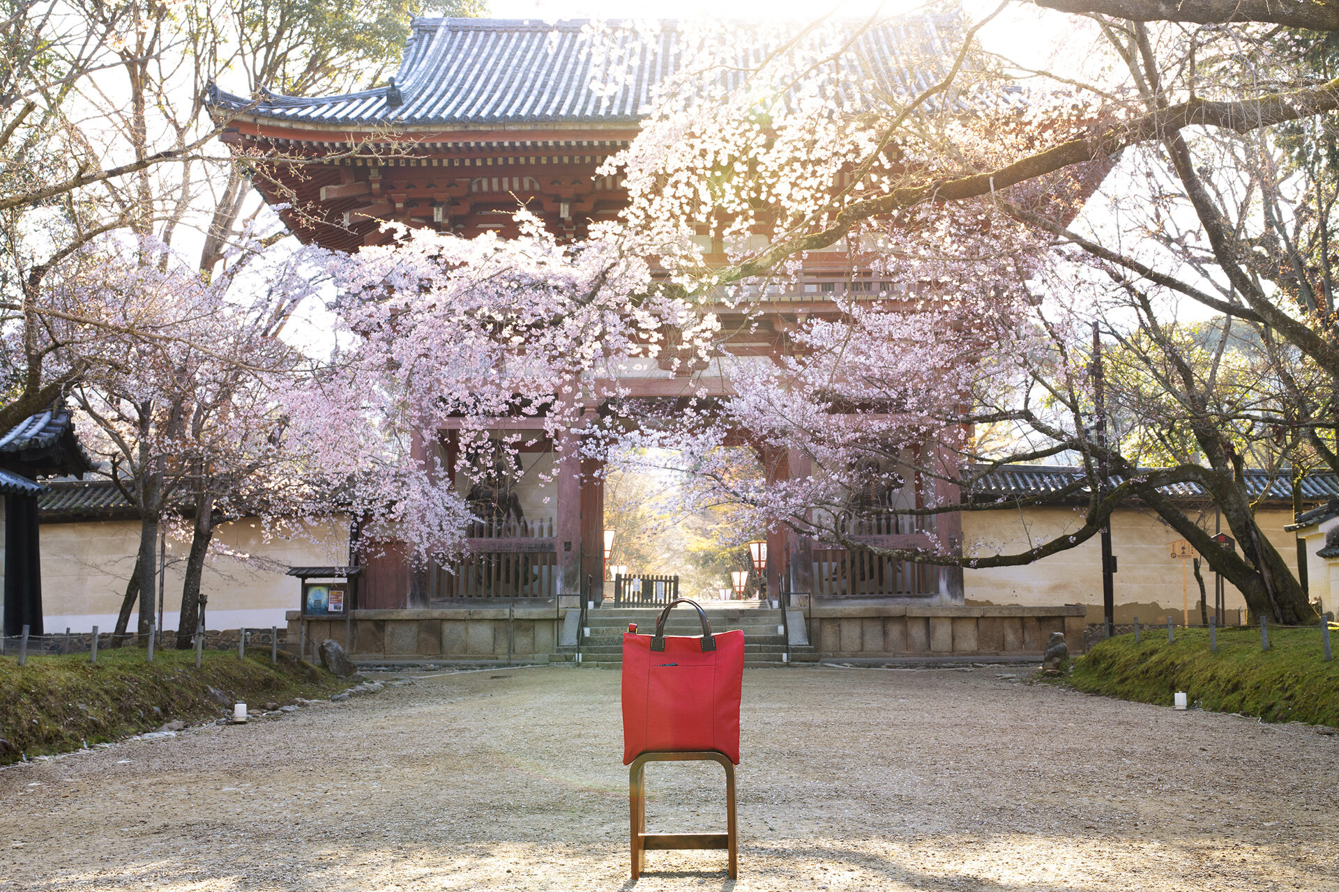 醍醐寺 桜