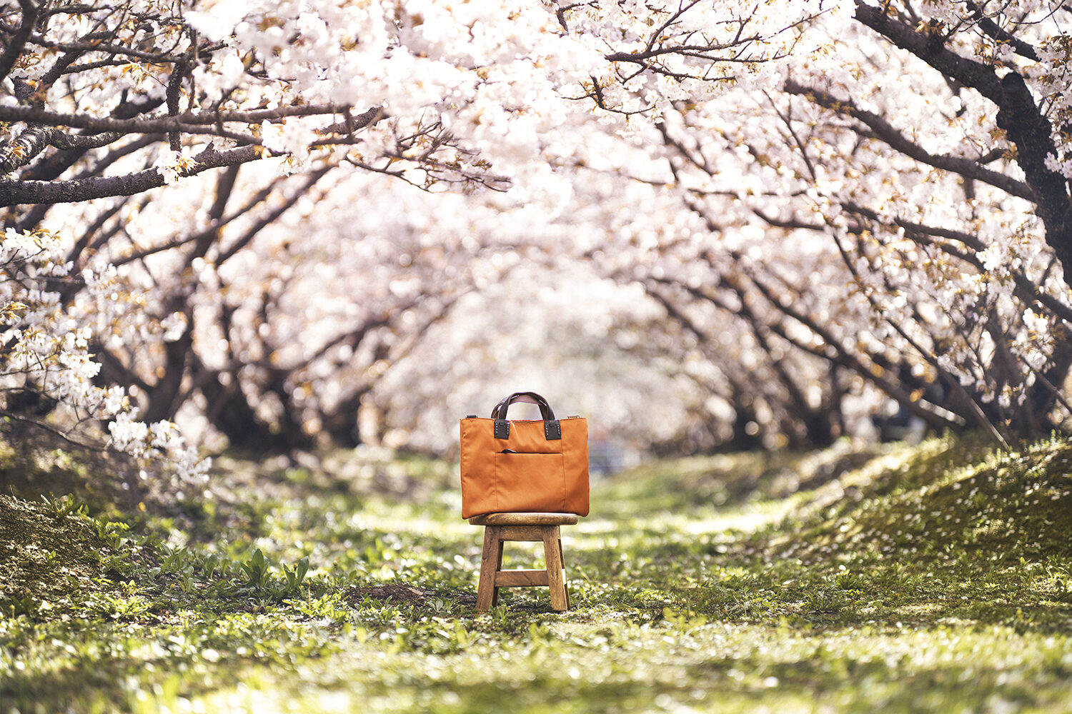 仁和寺 御室桜