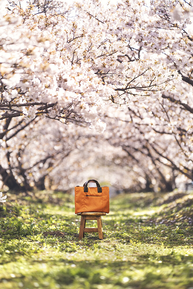京都 御室桜