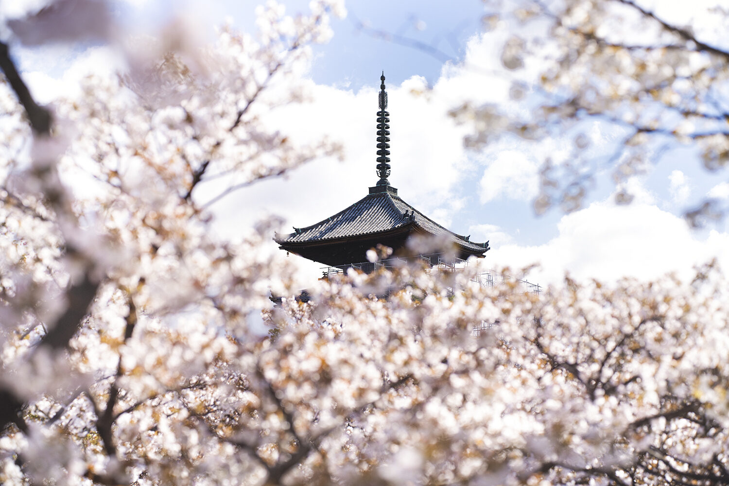 仁和寺 遅咲き桜