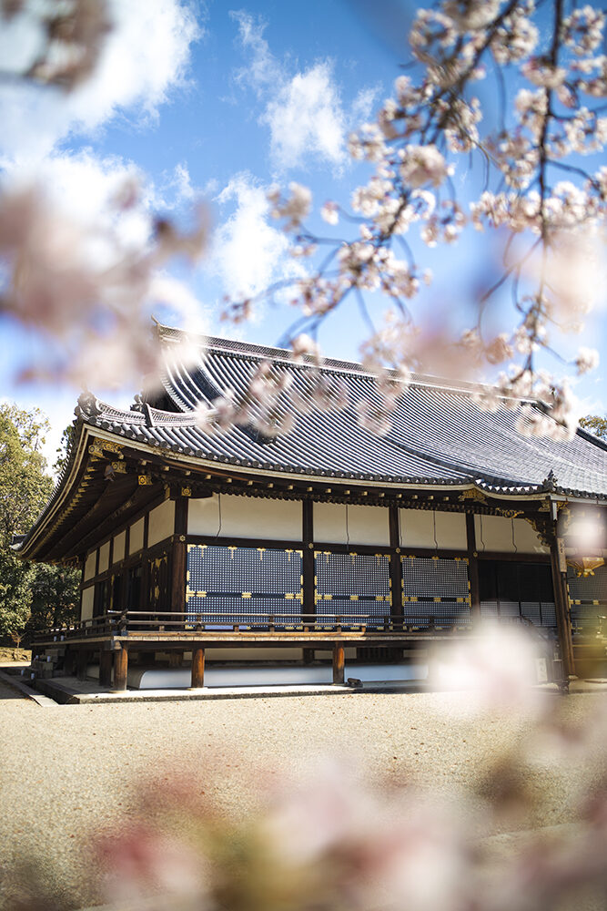 仁和寺 金堂と桜