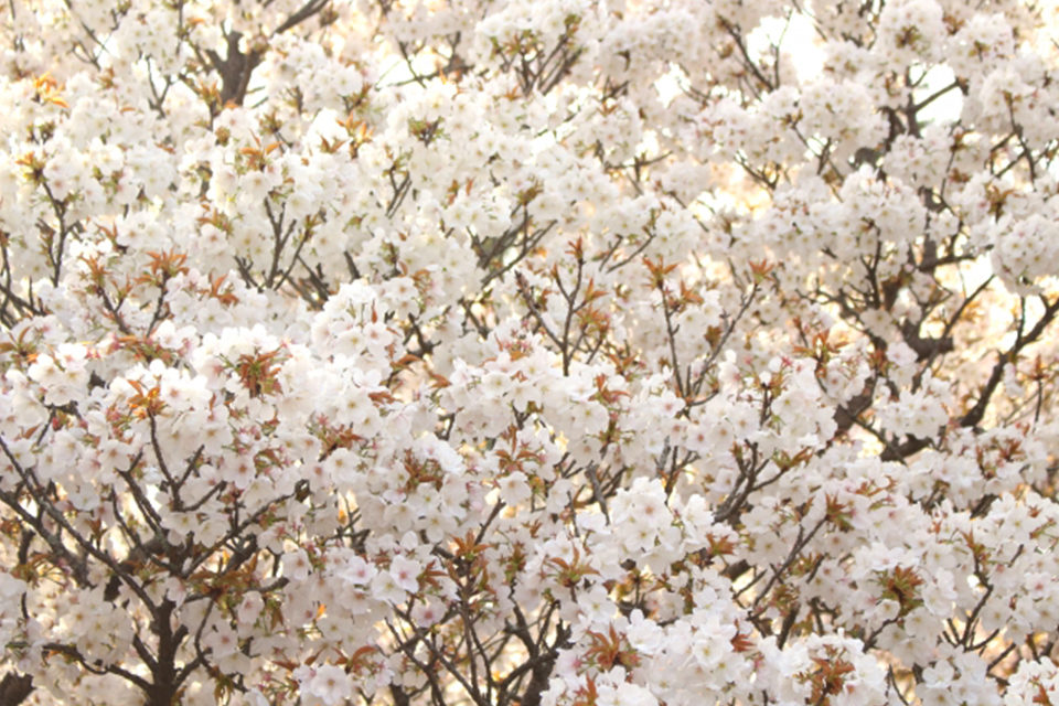 京都　仁和寺　桜