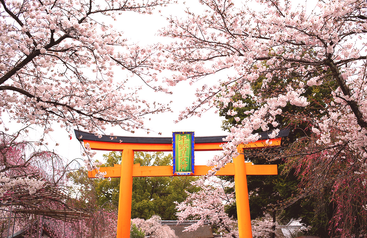 平野神社 桜花祭