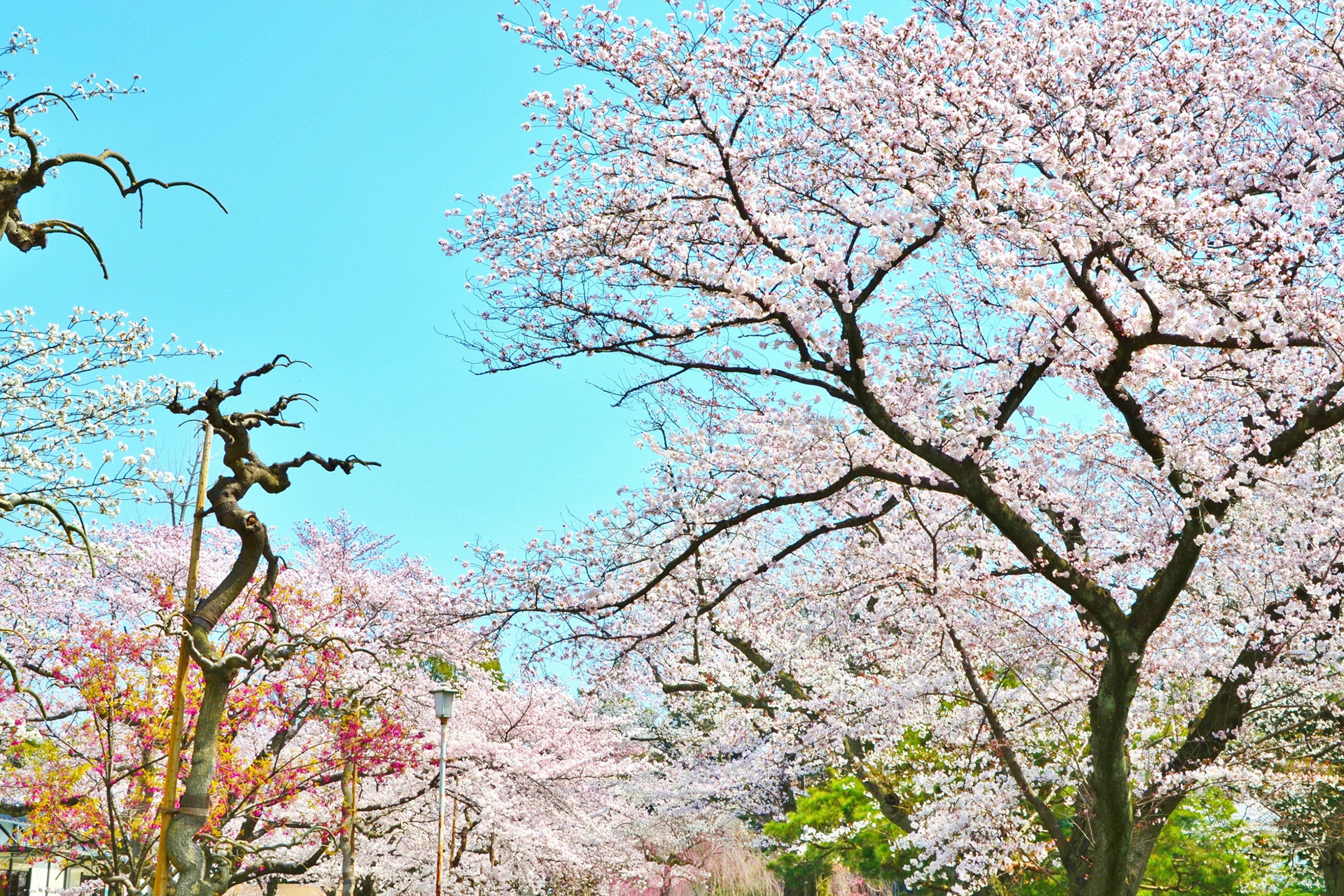 二条城-桜