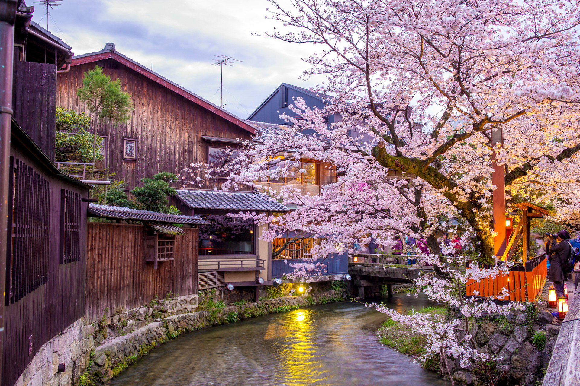 祇園白川　桜