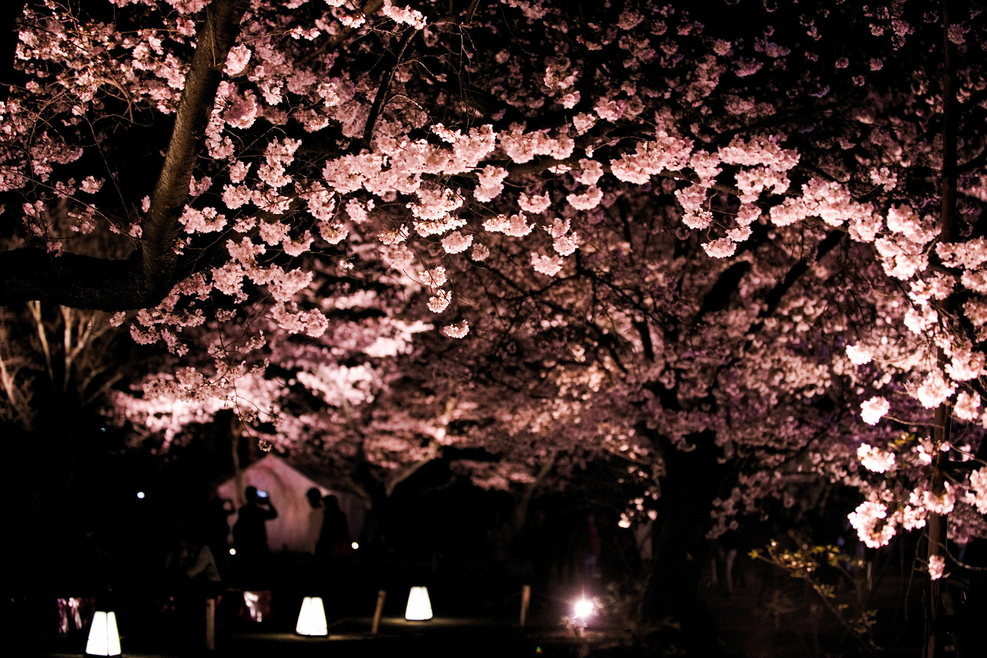 京都-さくら祭-イメージ