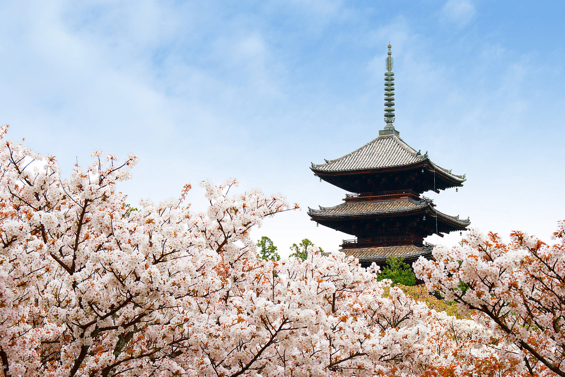 京都-仁和寺-桜