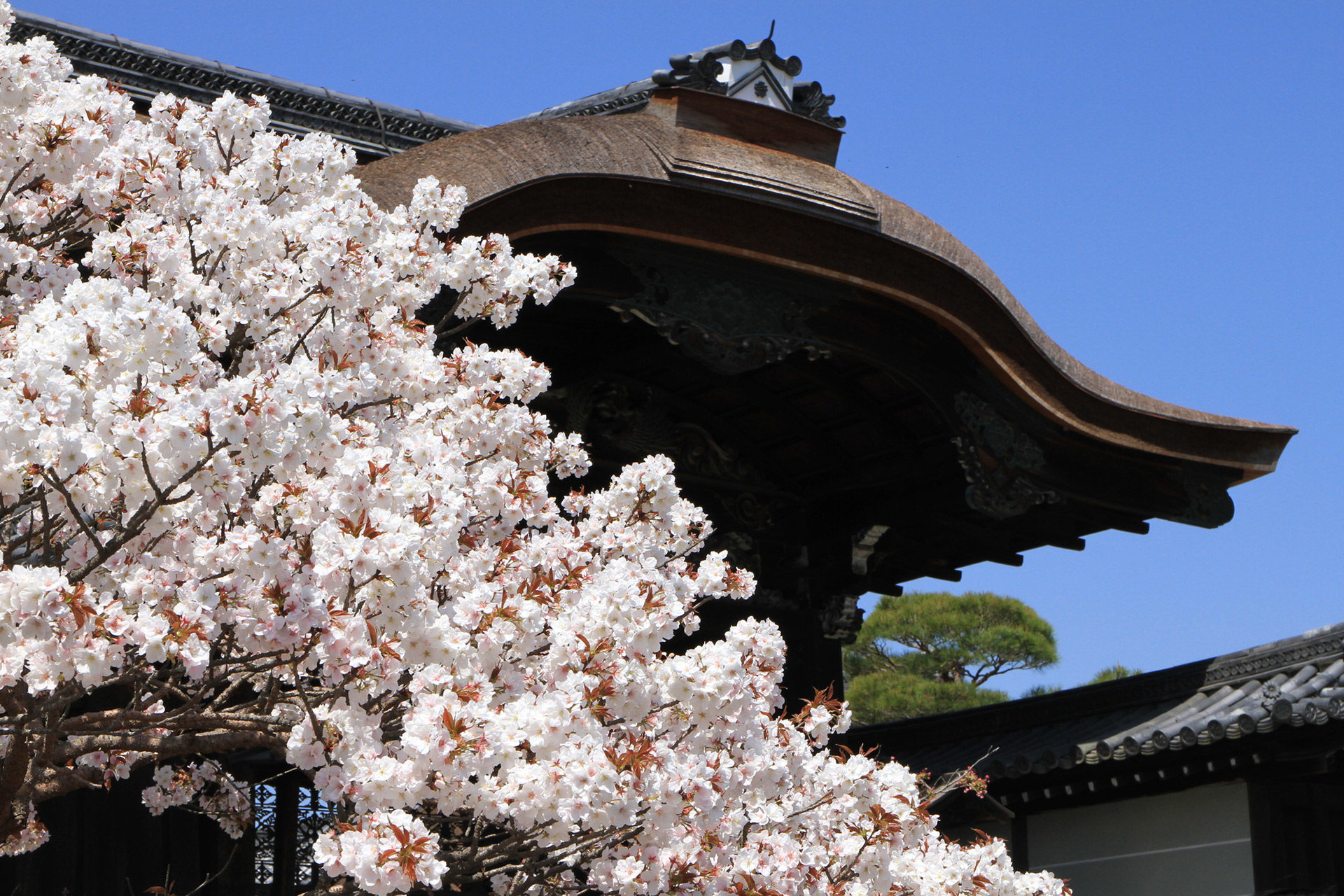 京都-仁和寺-桜
