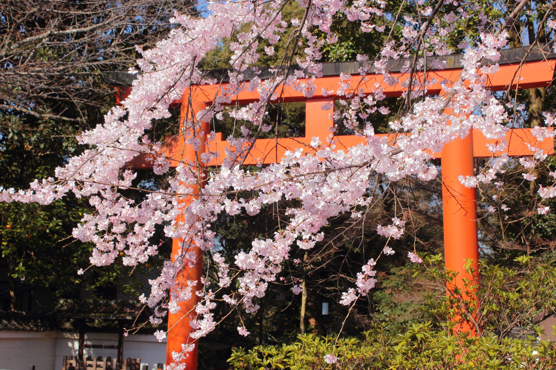 京都-八坂神社-桜