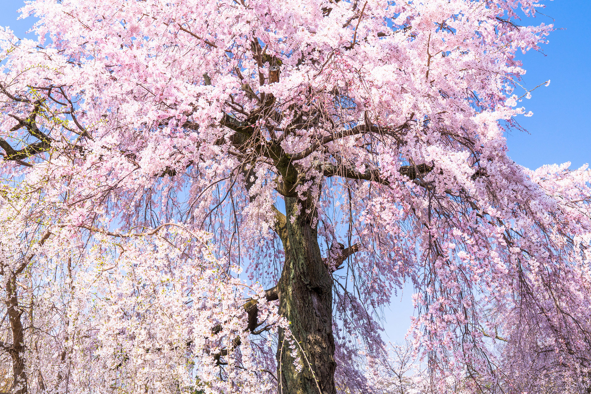 京都-円山公園-シダレザクラ