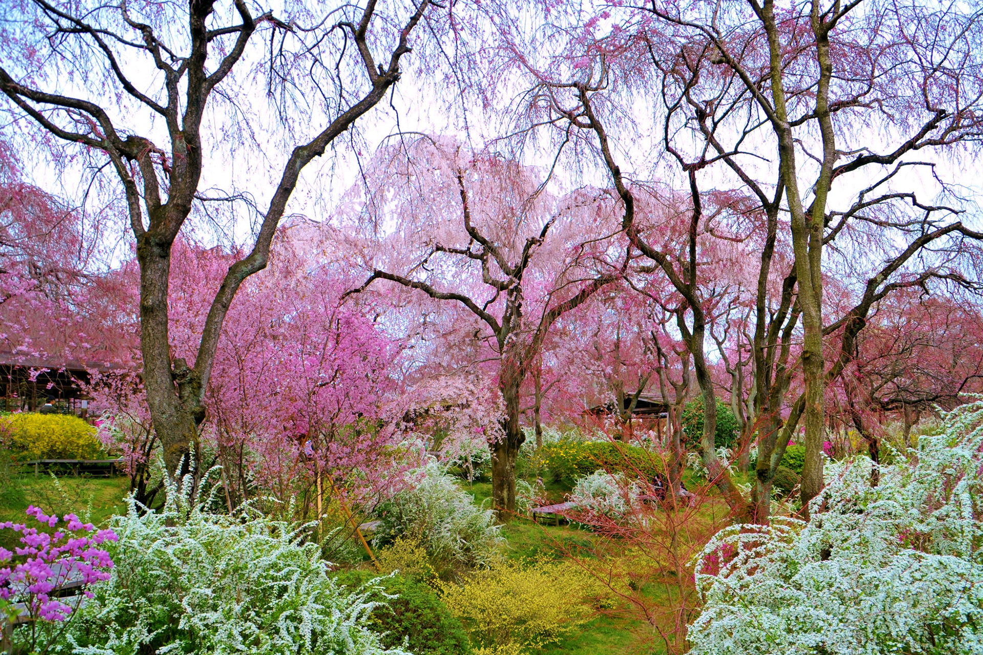京都-原谷苑-しだれ桜