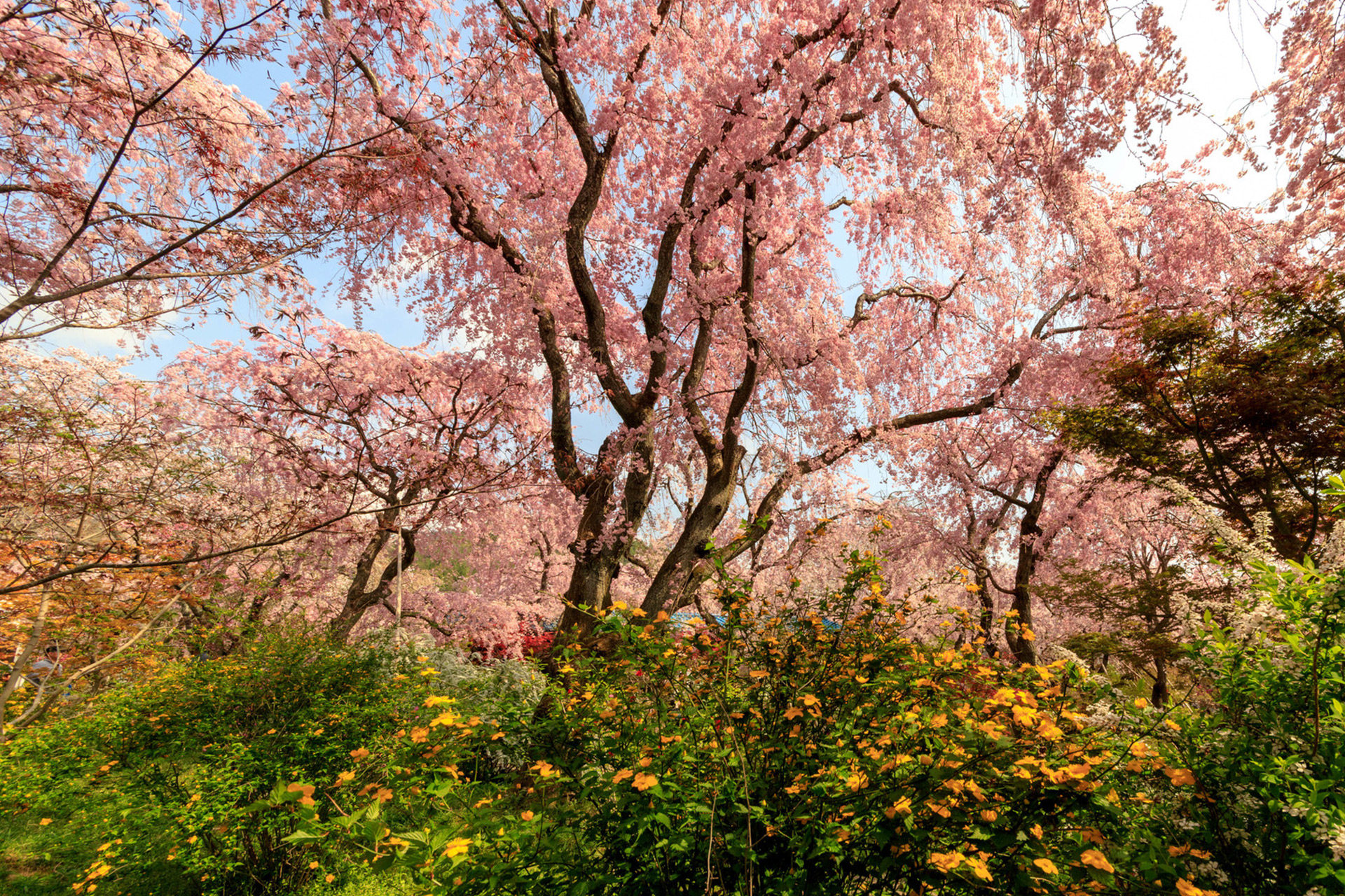 京都の地元の人しか知らない「桜の名所原谷苑とは？