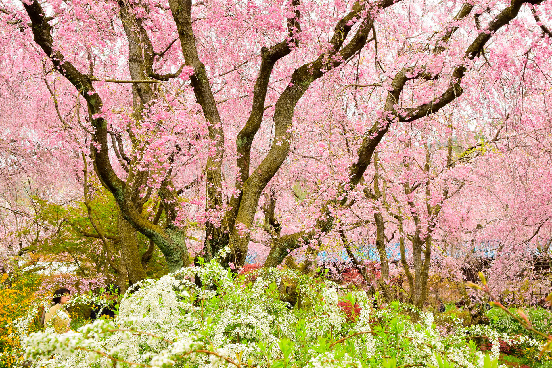 京都-原谷苑-シダレ桜