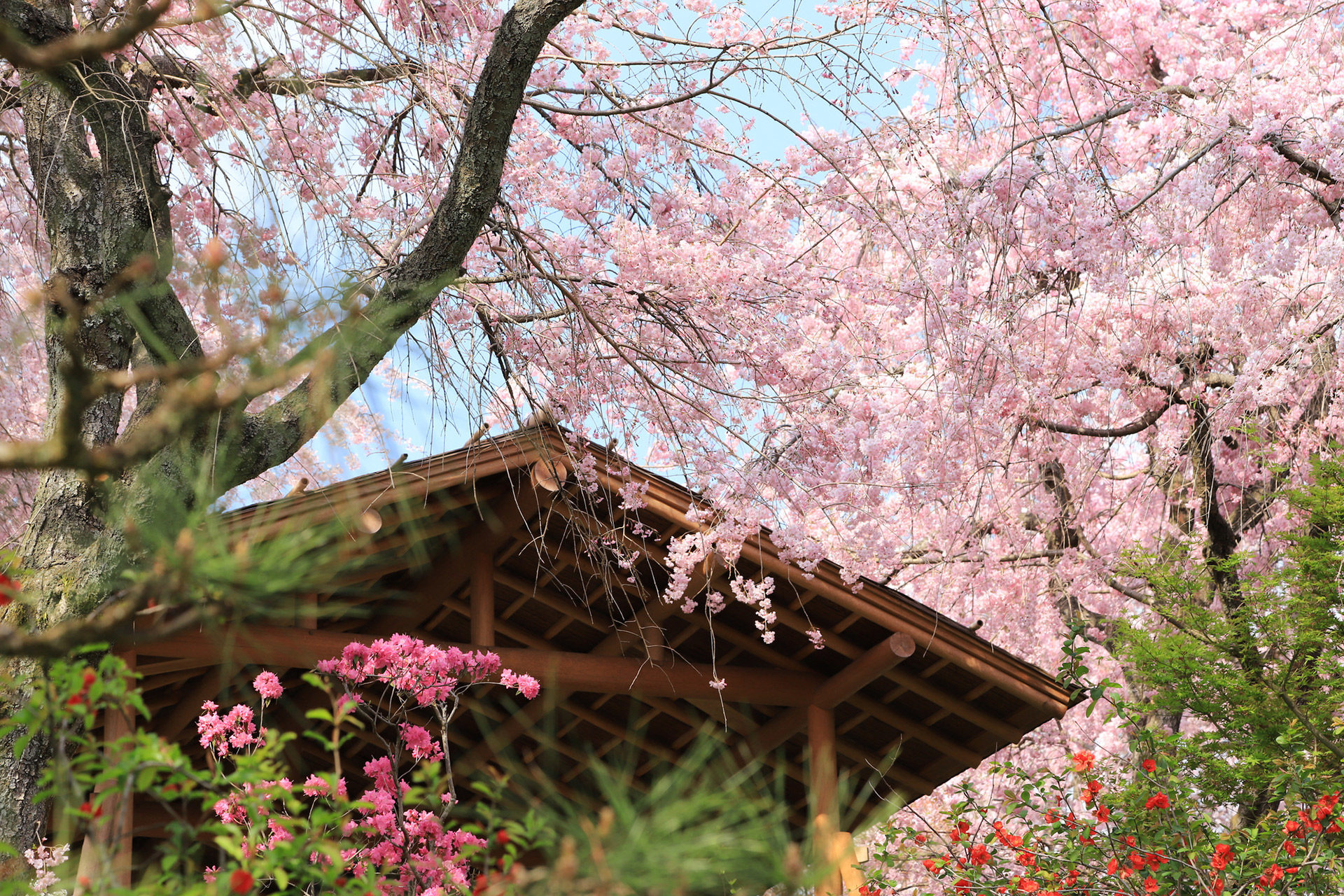 京都-原谷苑-中-イメージ