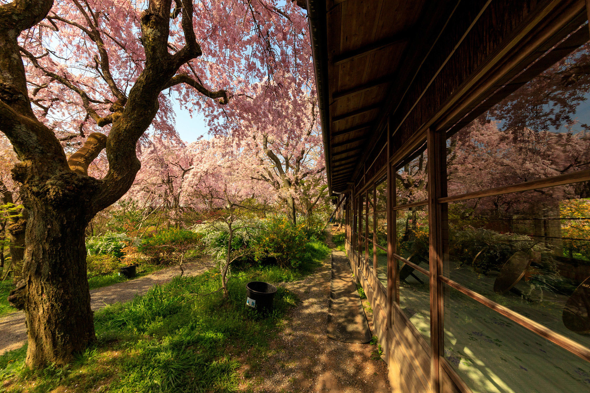 京都「原谷苑」は隠れた桜の名所。静かな中で桜をじっくり愛でるにはおすすめ。