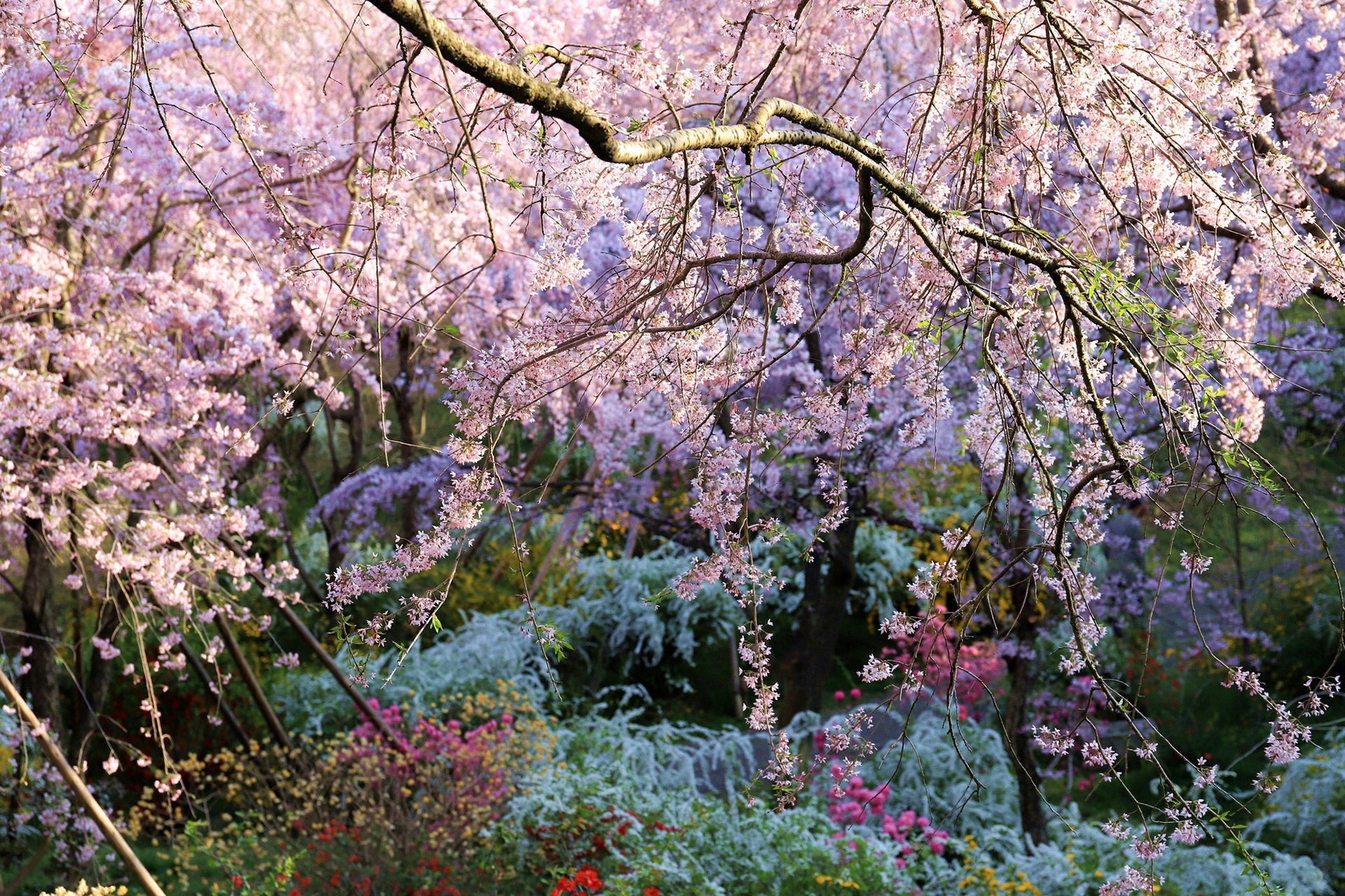 京都-原谷苑-桜-見頃
