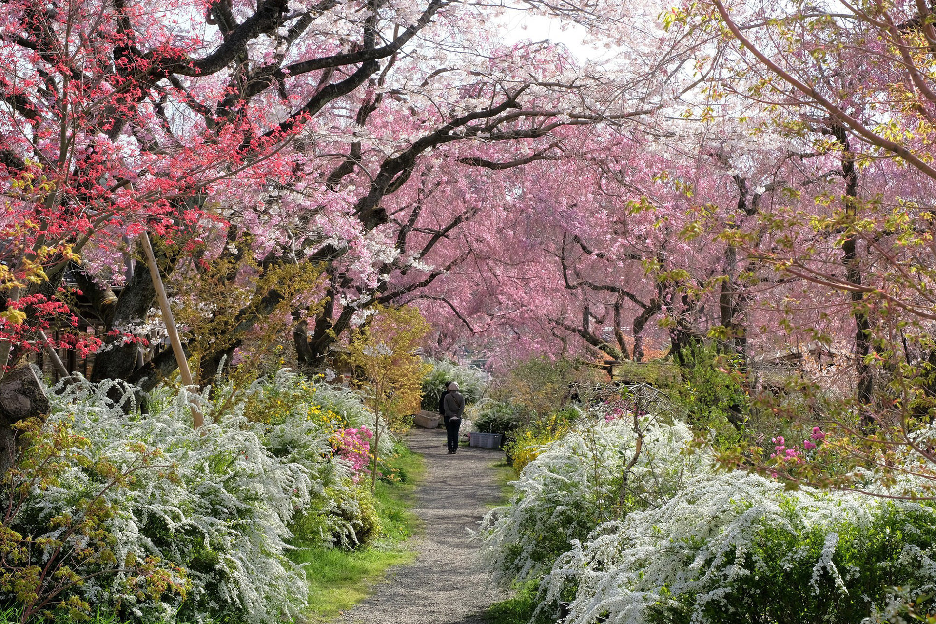 京都--原谷苑-桜-道