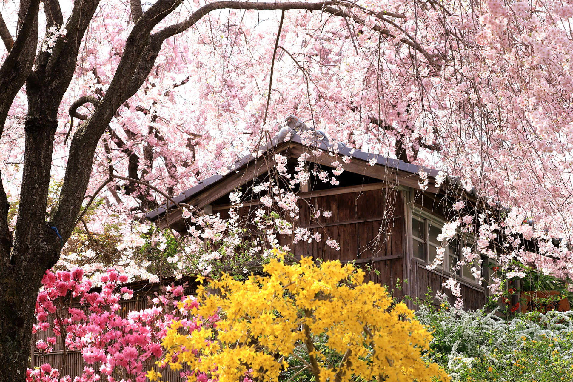 京都-原谷苑-桜