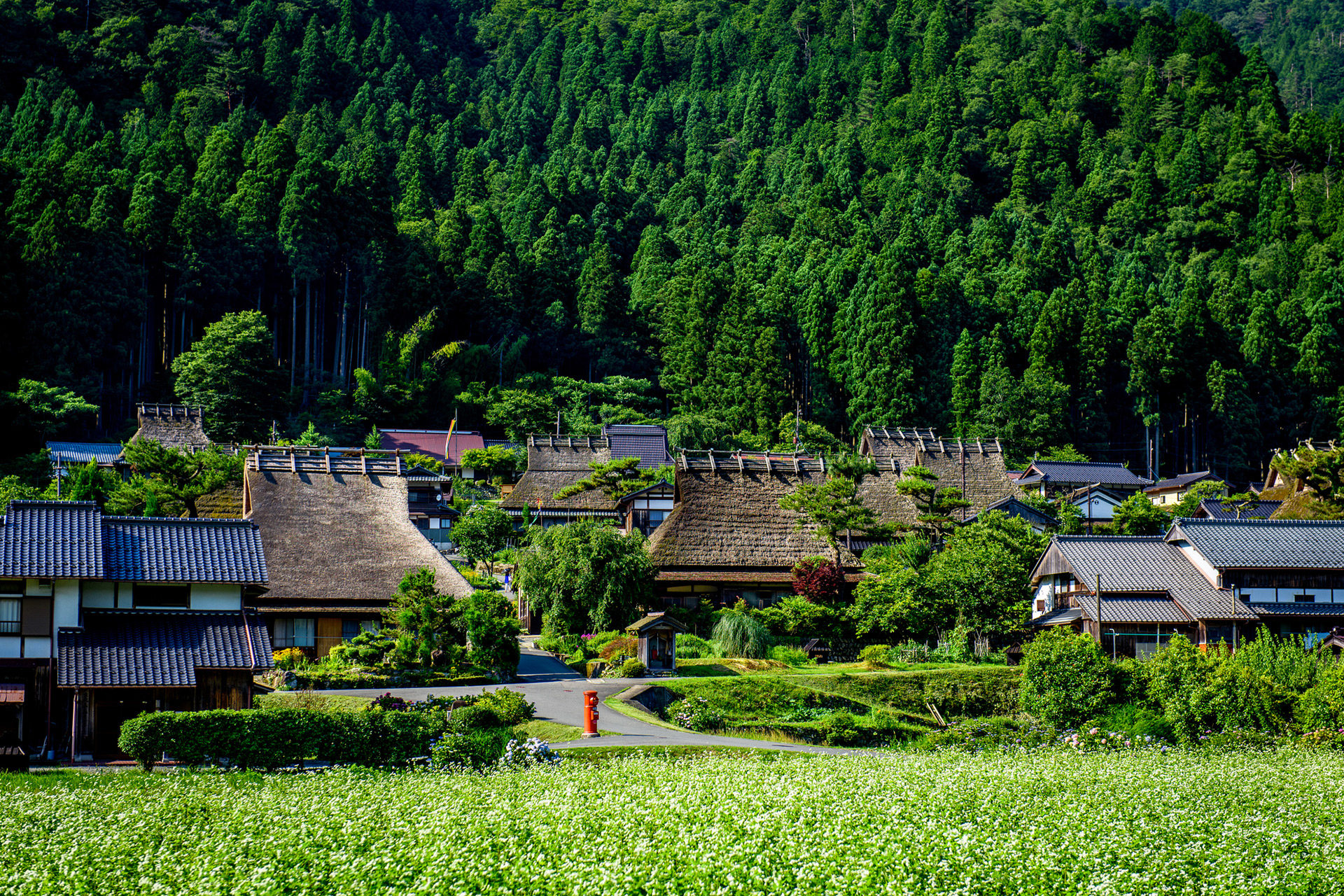 京都-夏-美山
