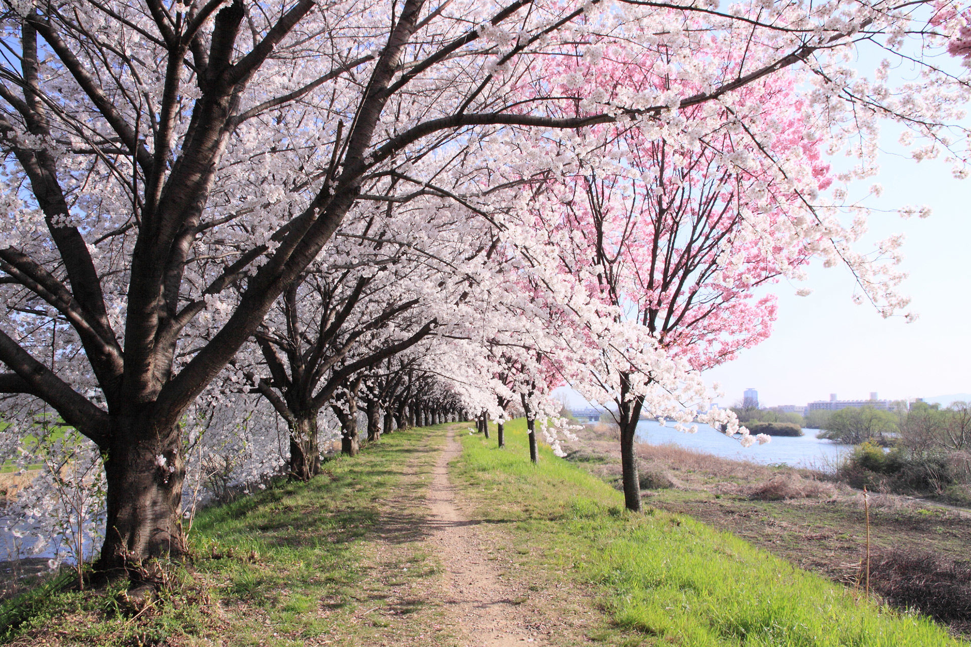 京都-天神川通り-桜