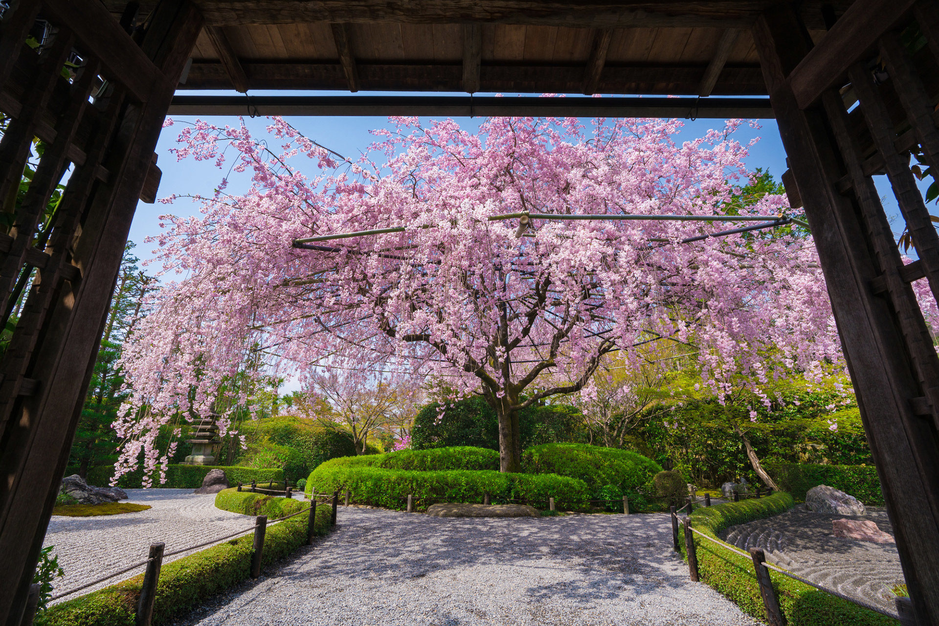 妙心寺-桜