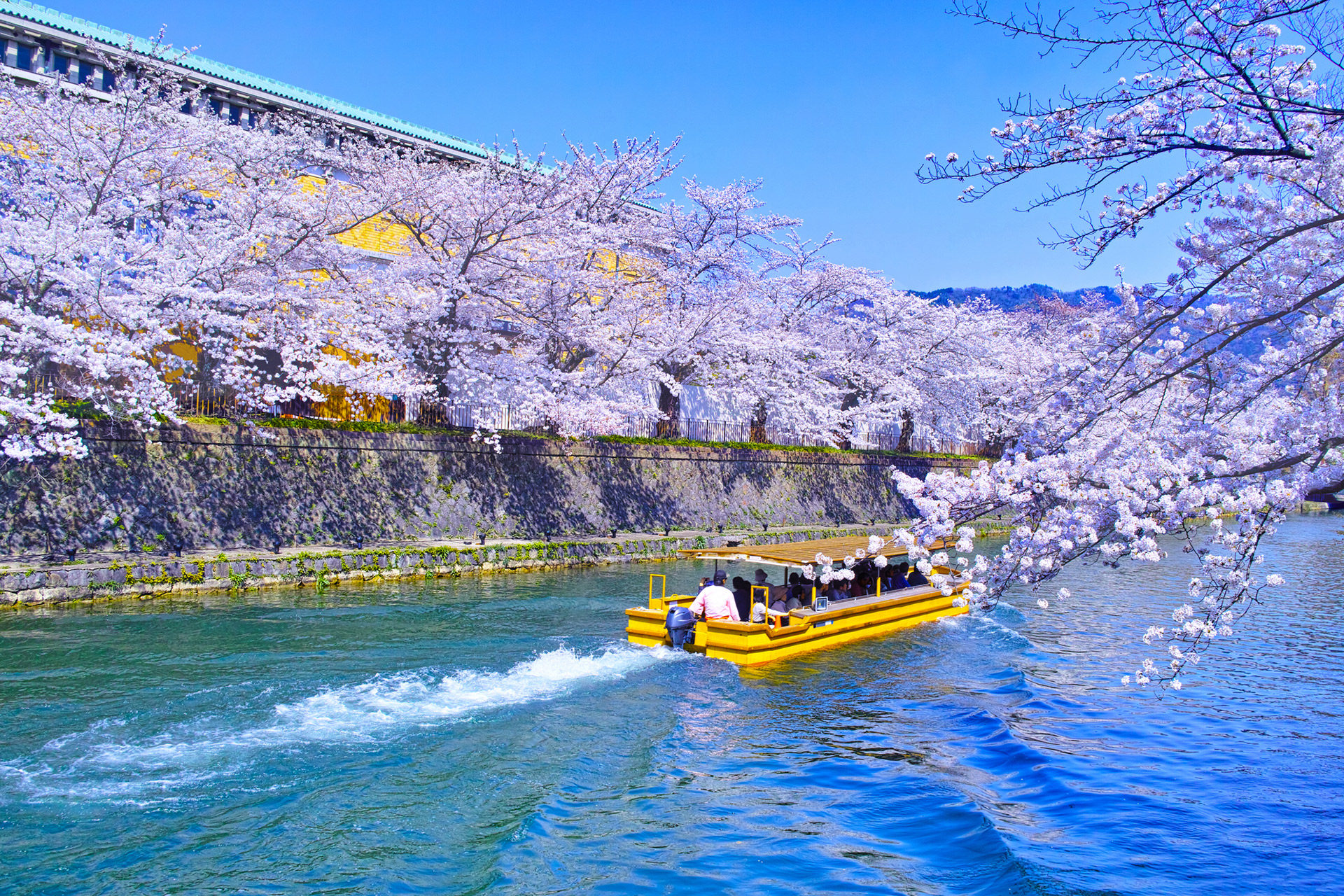 京都-岡崎疎水-桜