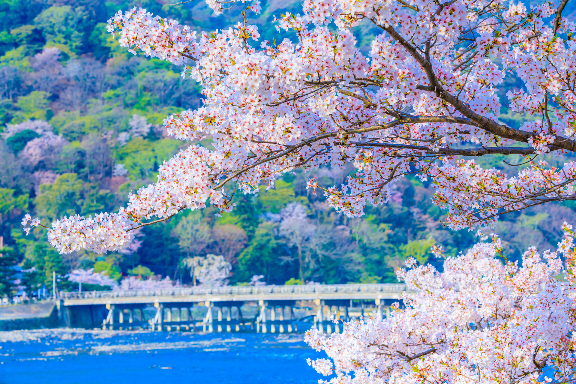 京都-嵐山-桜