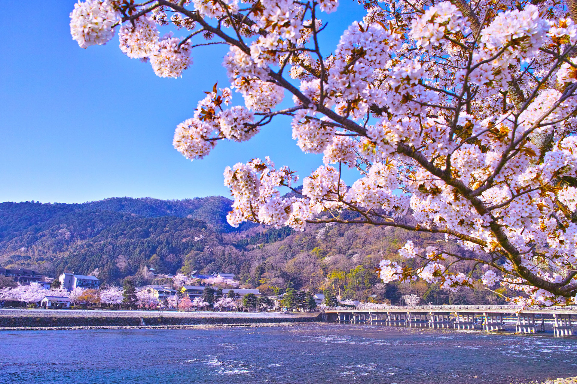 京都-嵐山-桜