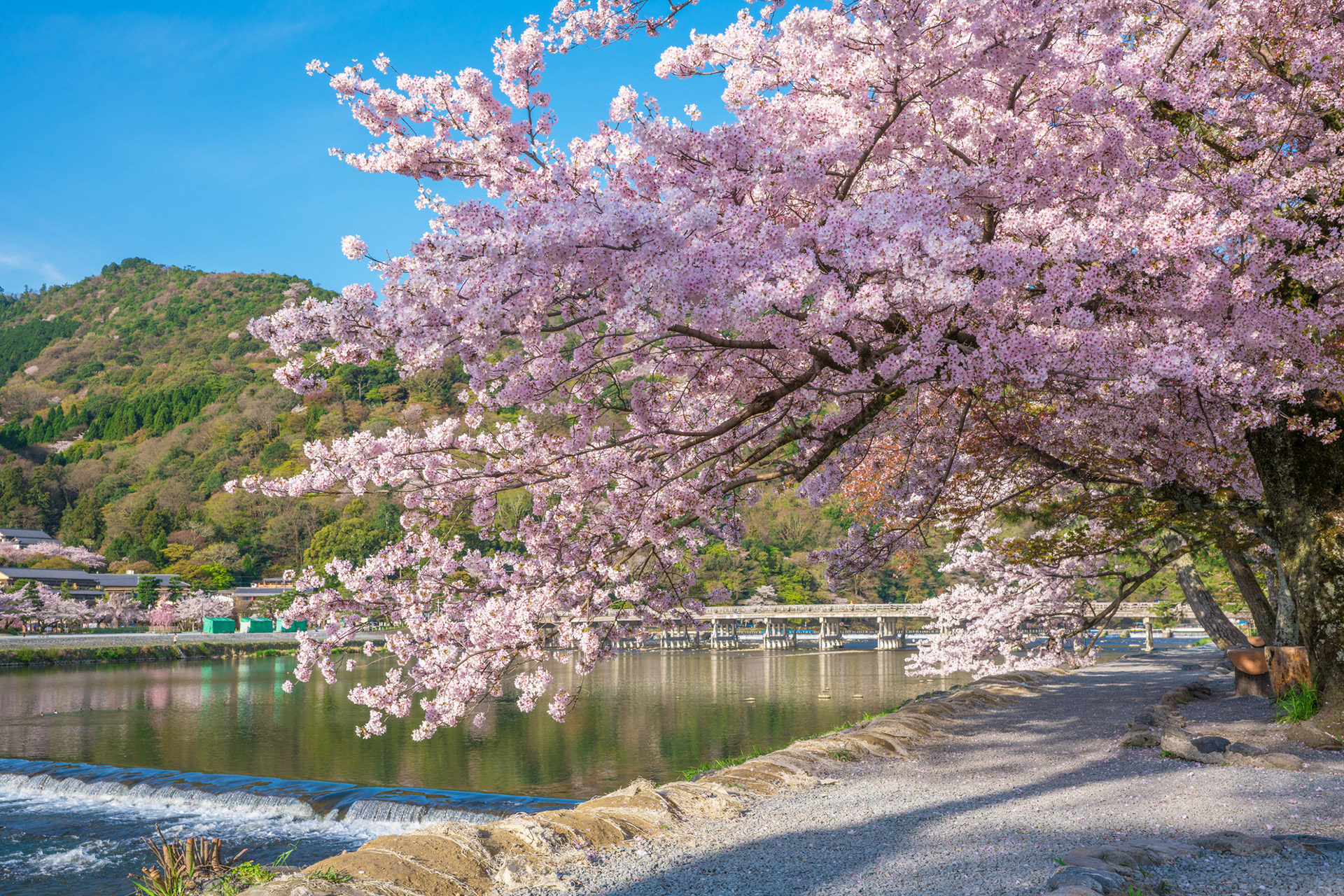 京都-嵐山-桜