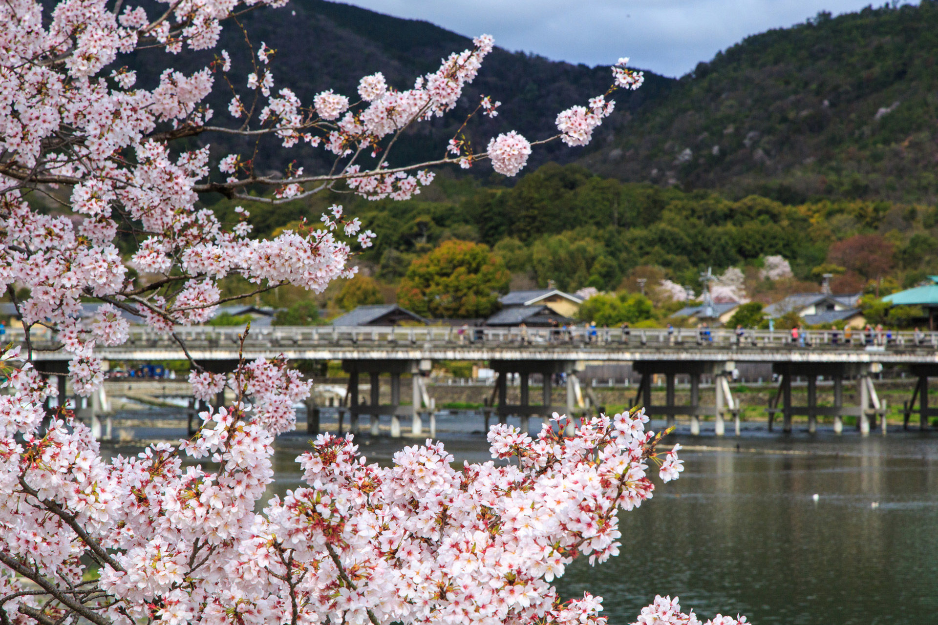 京都-嵐山-桜