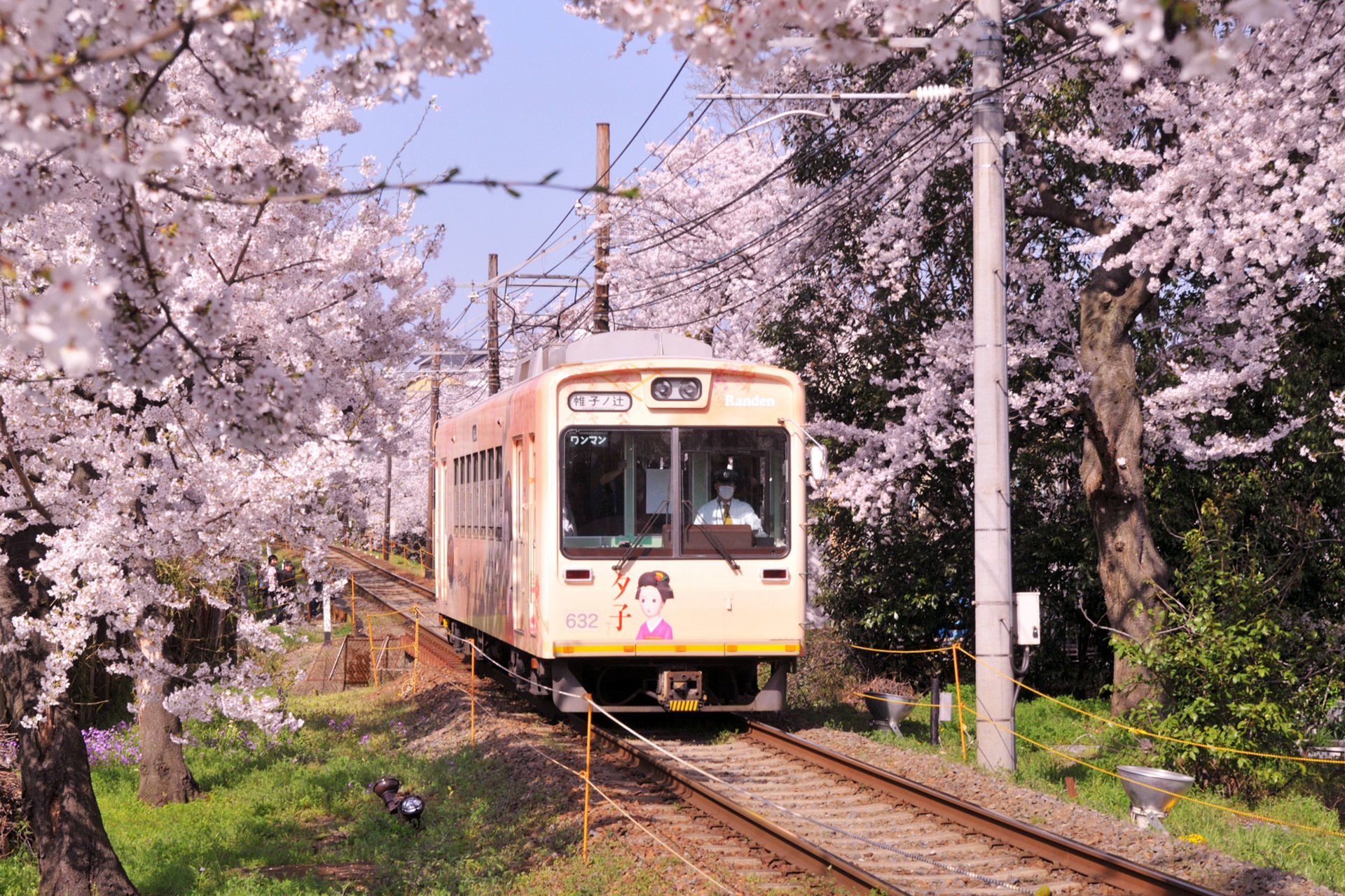 京都-嵐電-桜