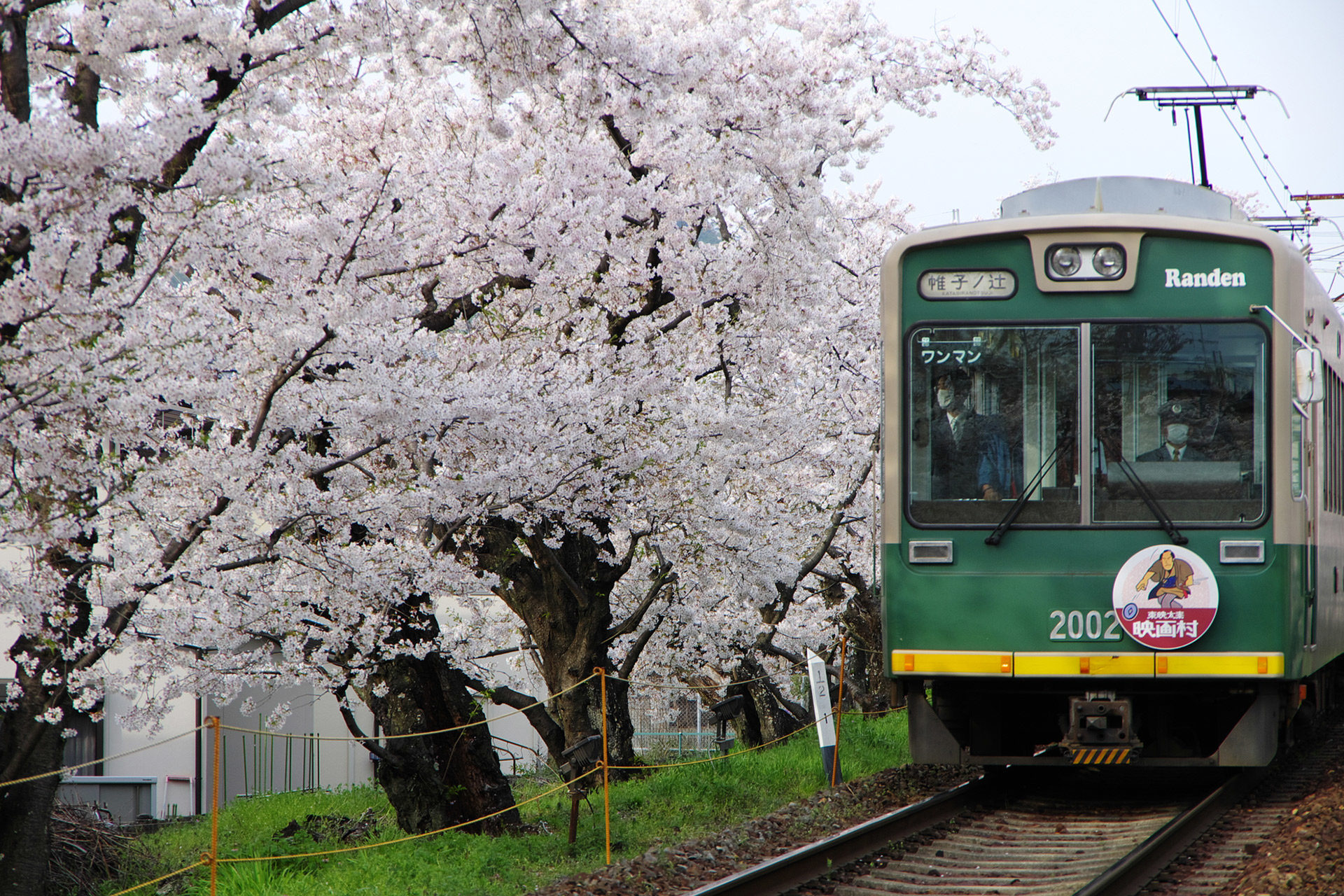 京都 嵐電 桜