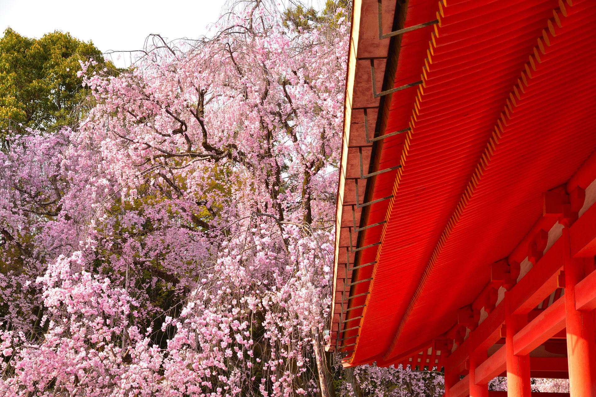 京都-平安神宮-桜