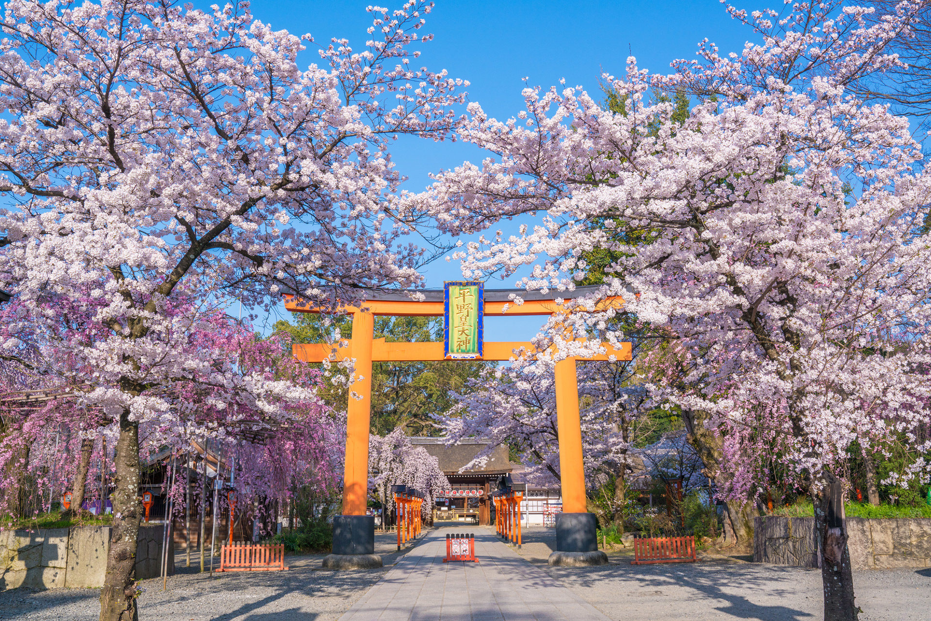 京都-平野神社-桜