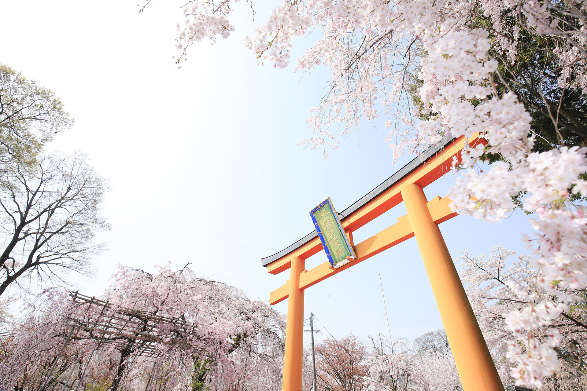 京都-平野神社-桜
