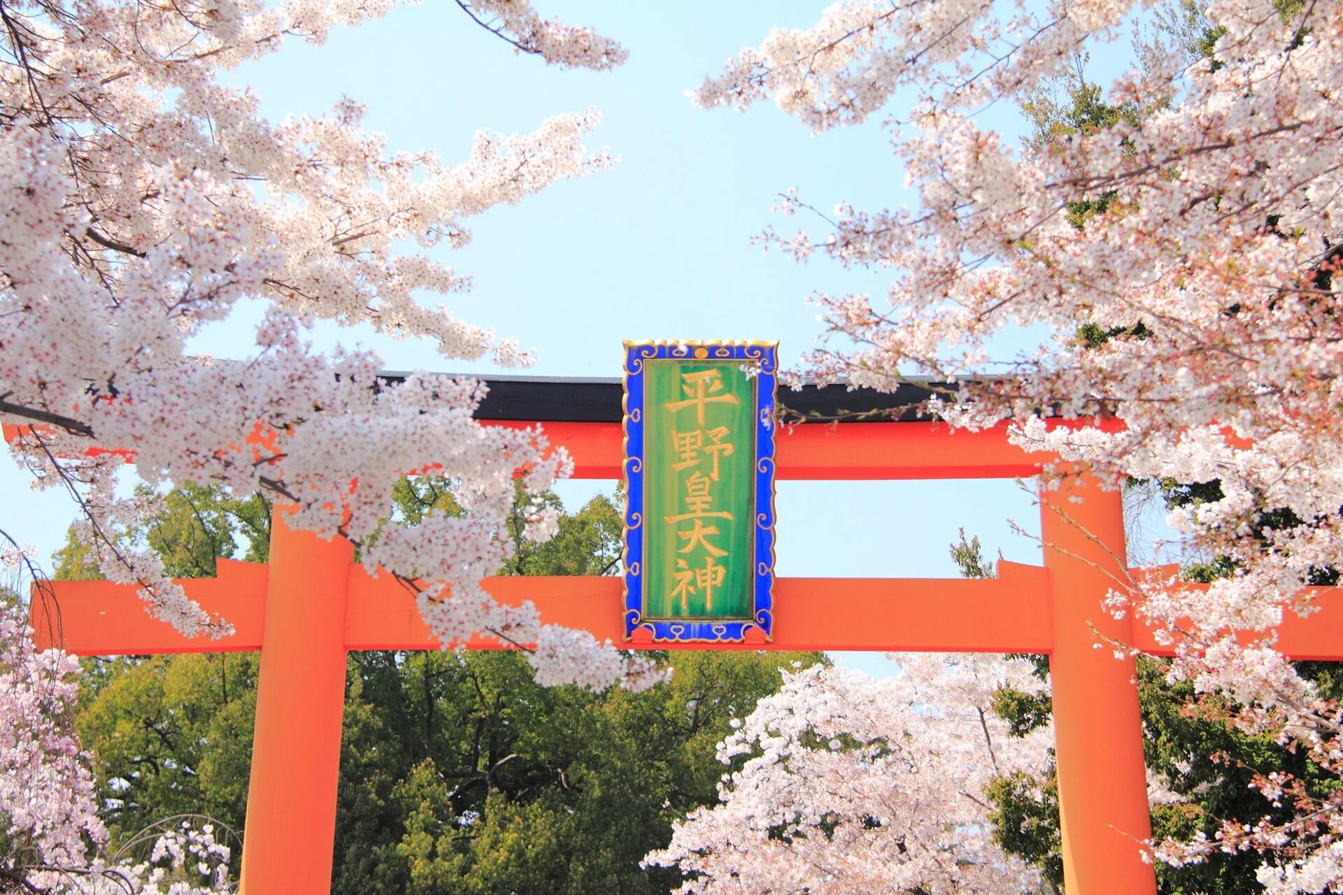 京都 平野神社 桜