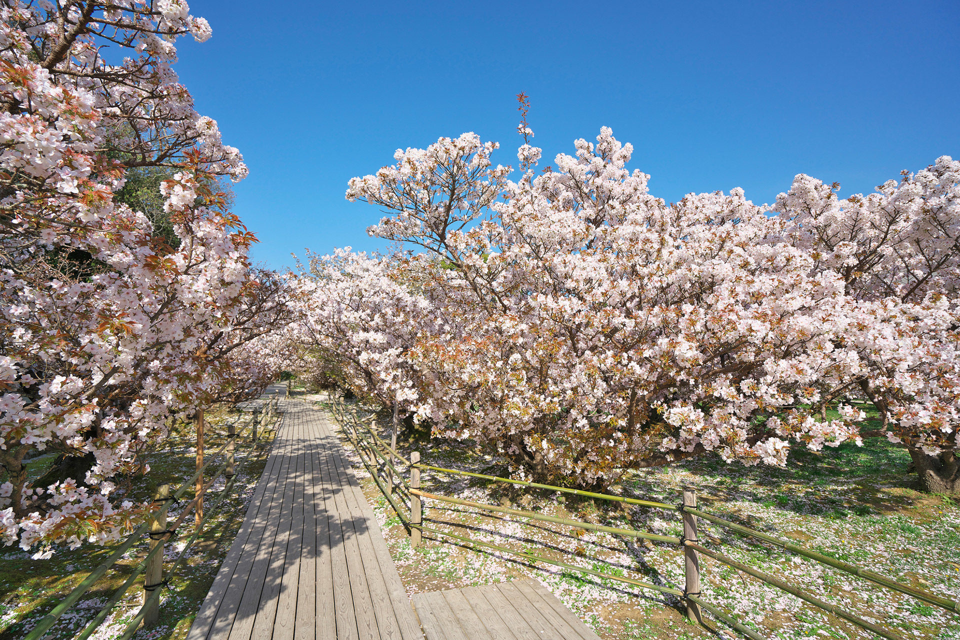 京都-御室桜