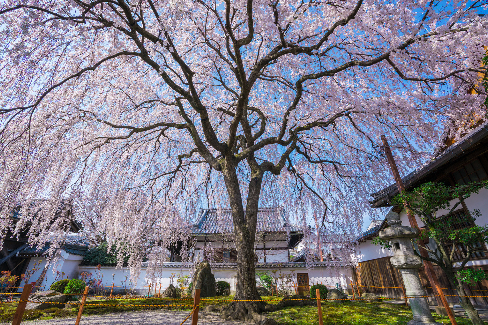 桜の名所とも言える京都のおすすめの観光スポットとは？
