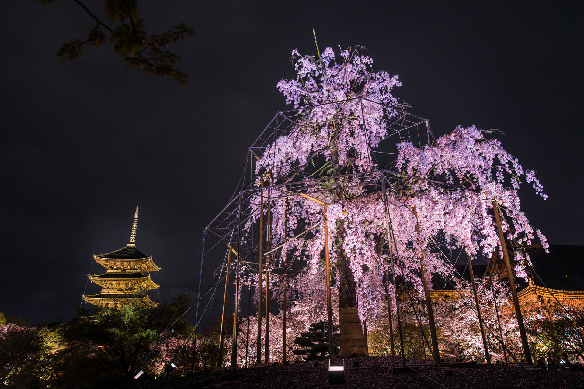 京都-東寺-シダレ桜
