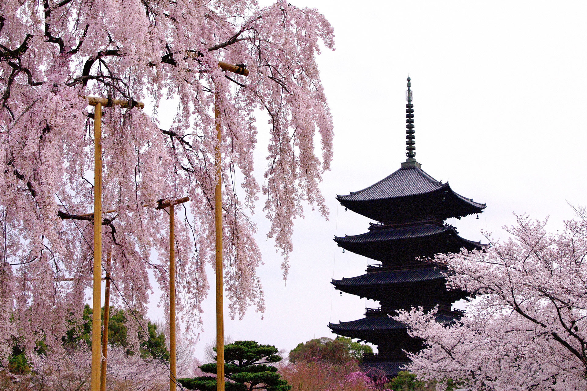 京都 東寺 五重塔 桜