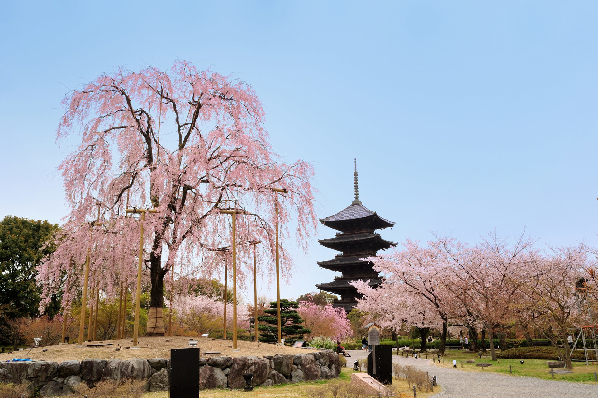 京都-東寺-早朝桜